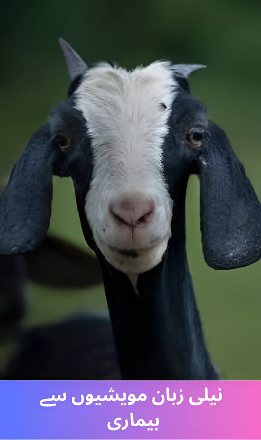 Bluetongue cattle disease